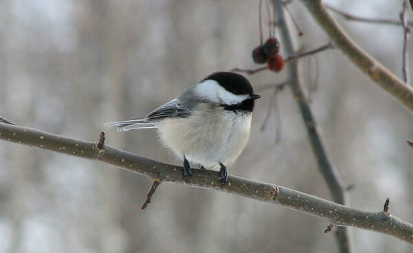 With Spring just around the corner, now is good time to take care of your trees.