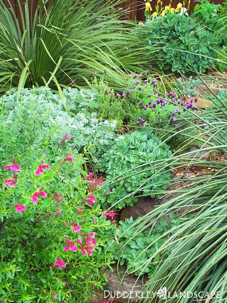 Texas Native Landscapes Gallery Dubberley Landscape