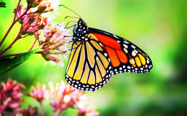 Monarch Butterfly On Milkweed