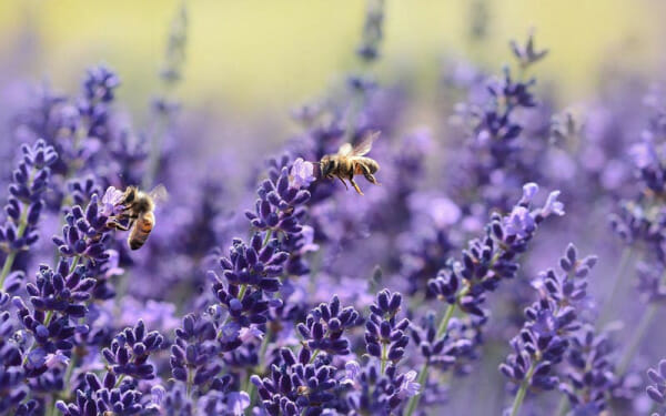 Pollinating Bees