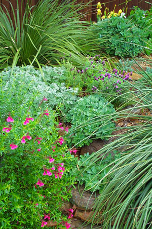 Featured image of post Texas Native Landscape Design